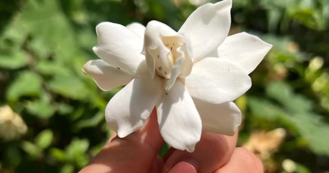 زمین انتهای مطهری ۹ قصب به بالا درب حیاط