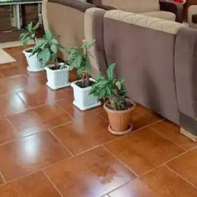 همخونه