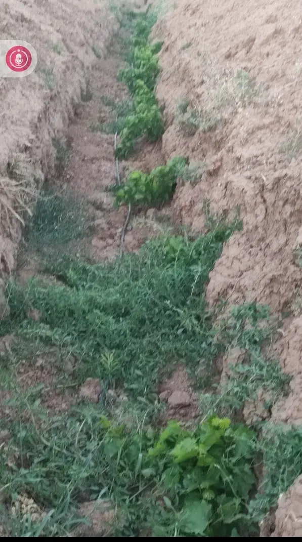یک هکتاری باغ ویلایی دیار راه