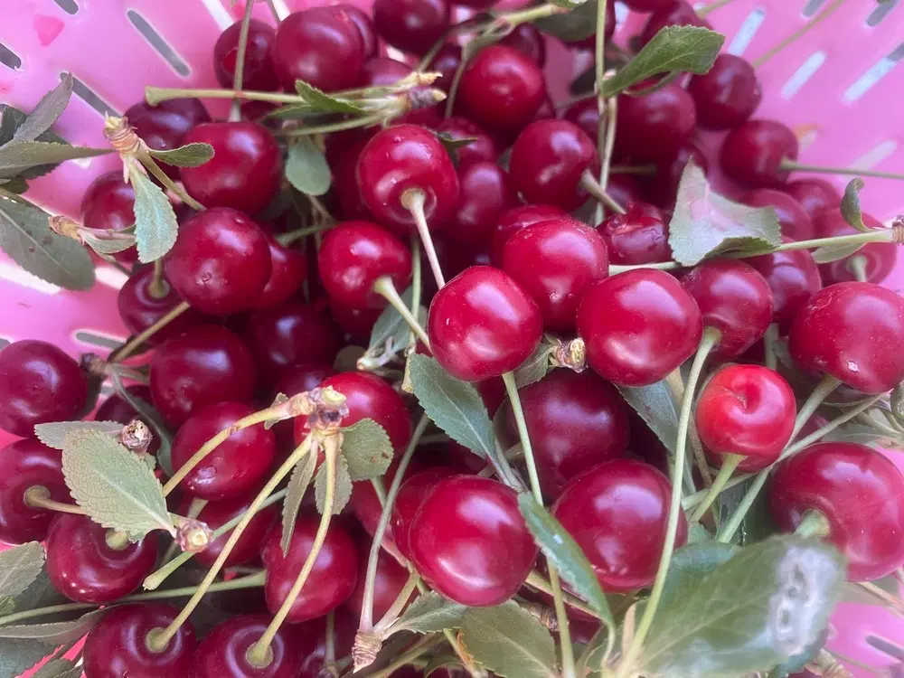 فروش باغ زمین کشاورزی صنعتی
