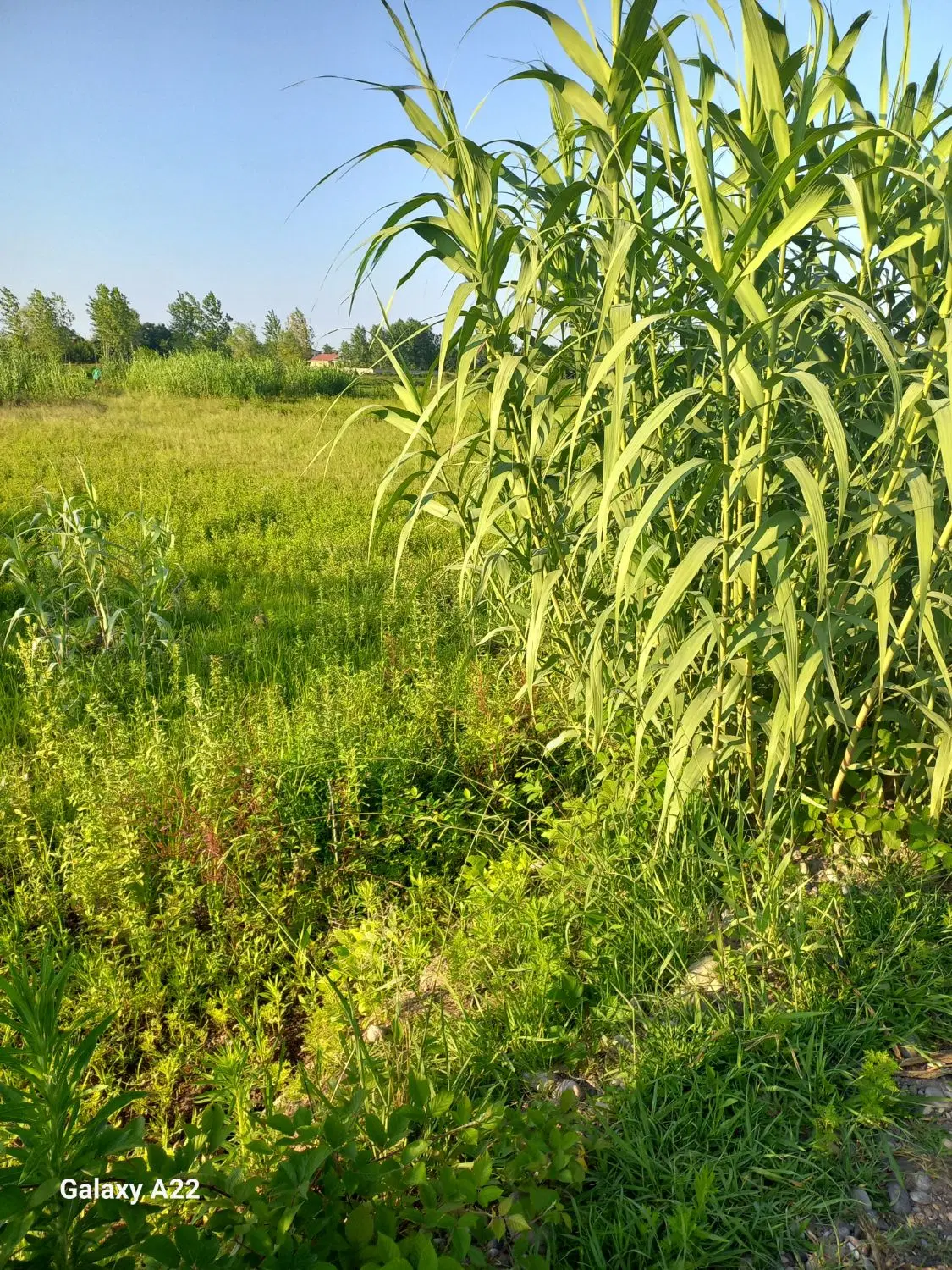 ۱۶۰۰ متر باغی