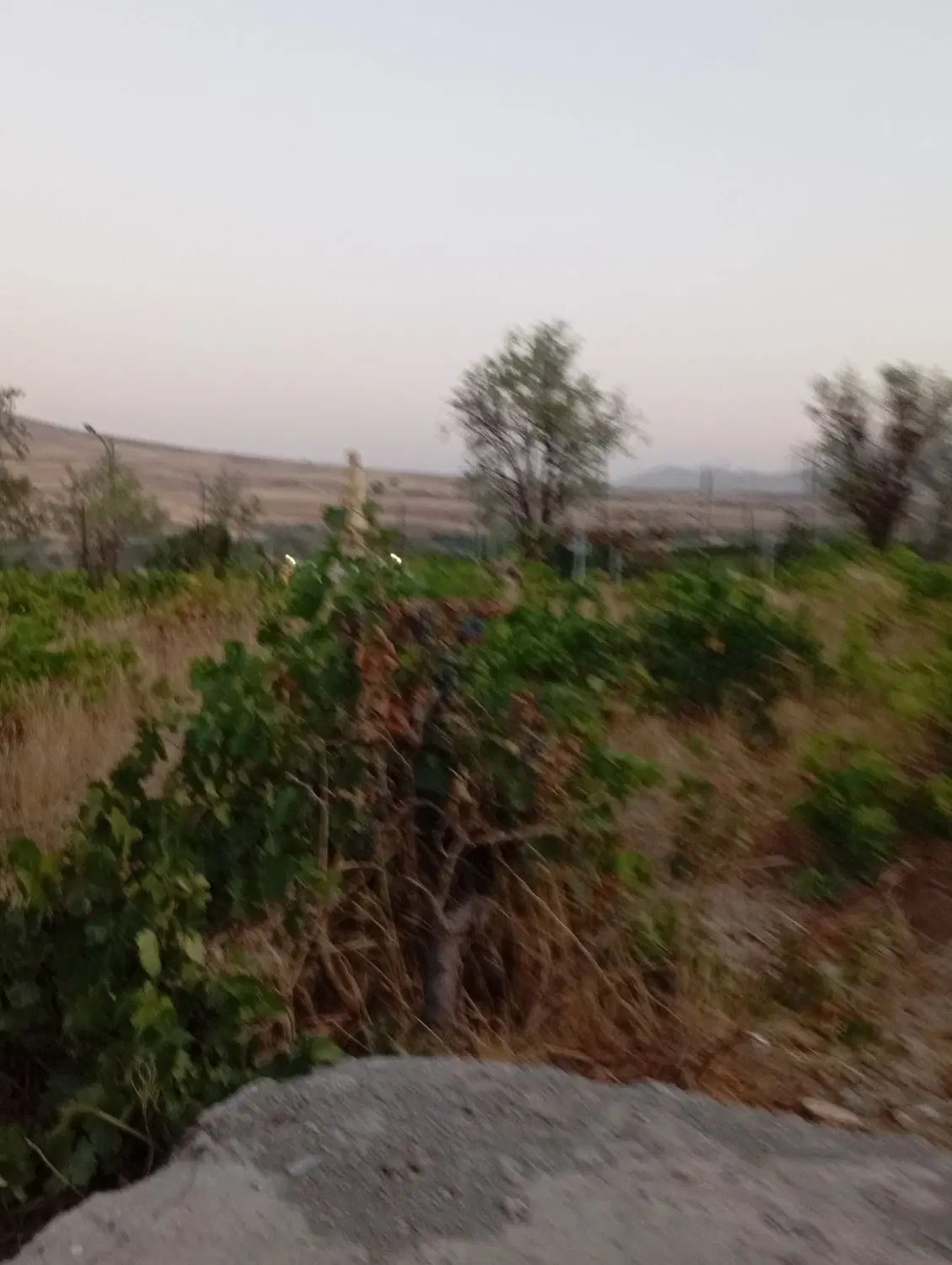 زمین باغی