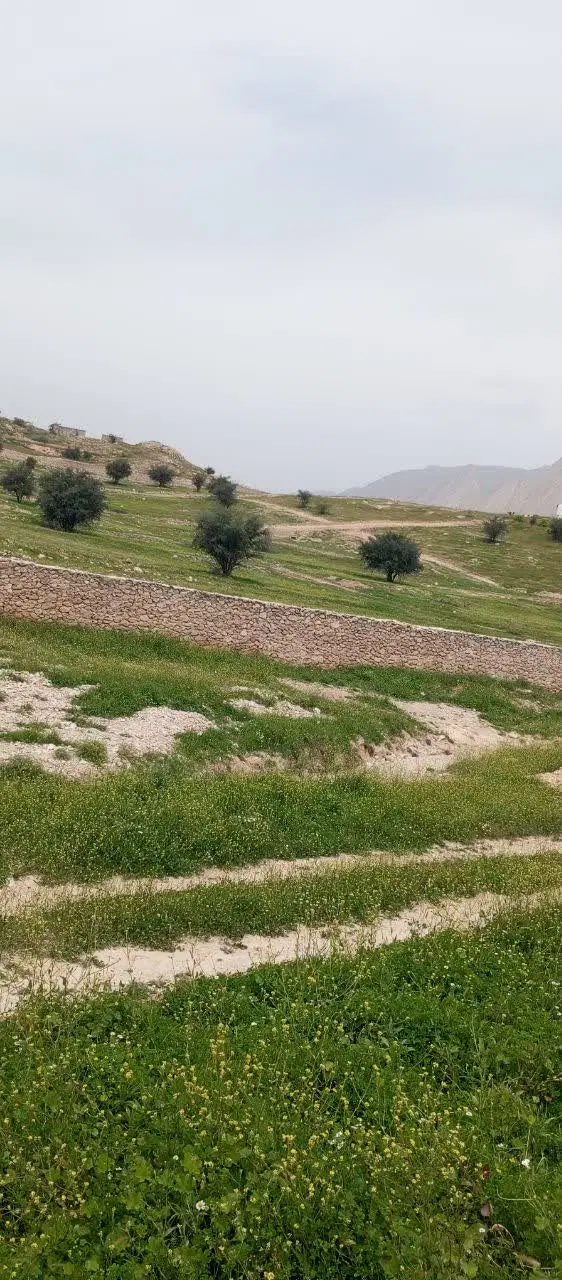 زمین 240متری واقع در تلخاب شیرین