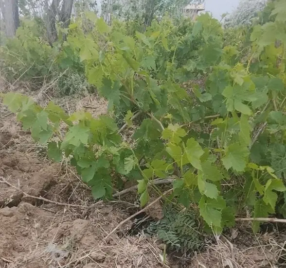باغ انگور