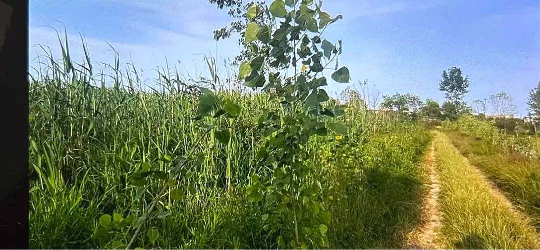 فروش زمین زراعی در کمربندی آستارا