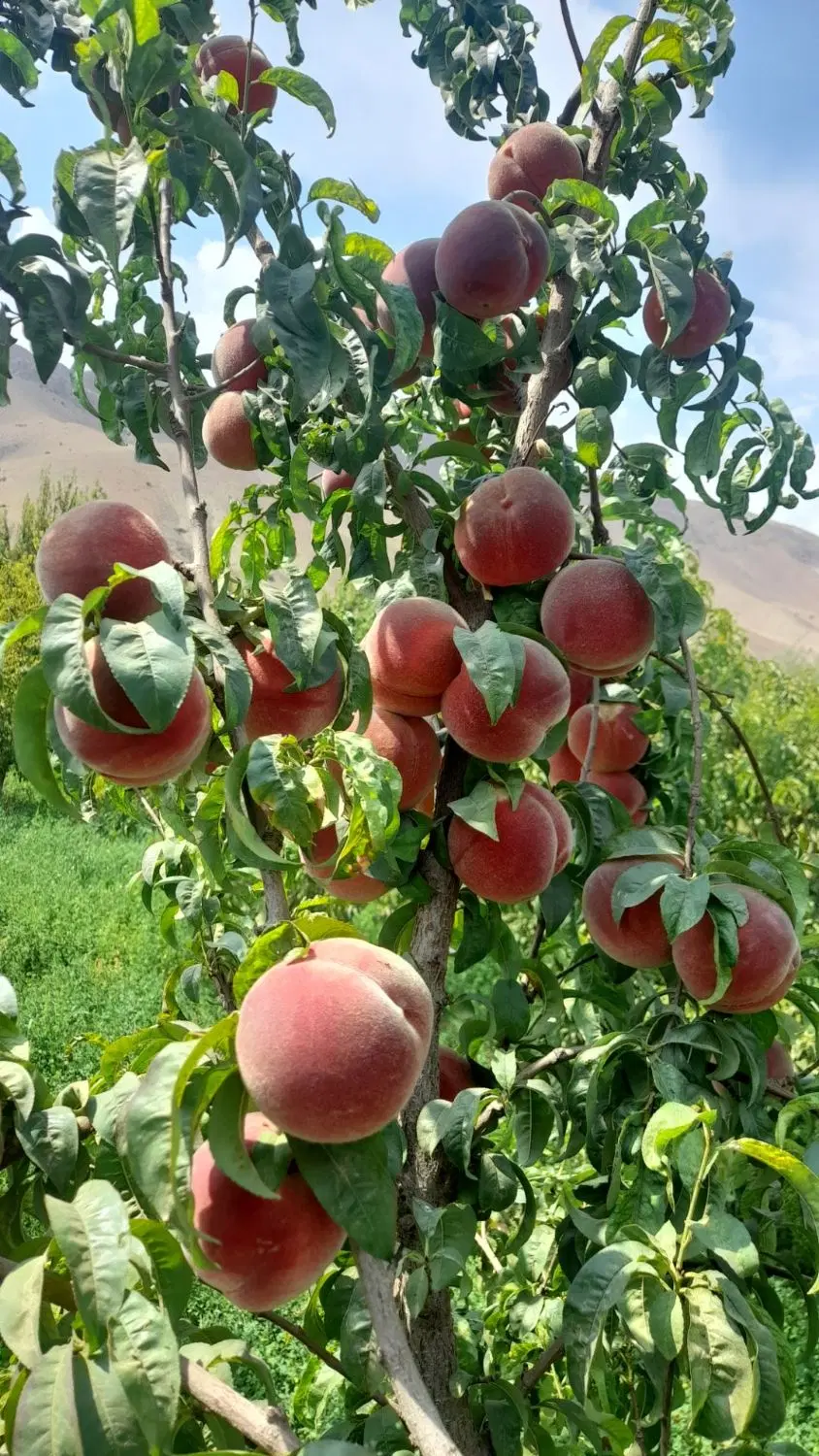 باغ و میوه