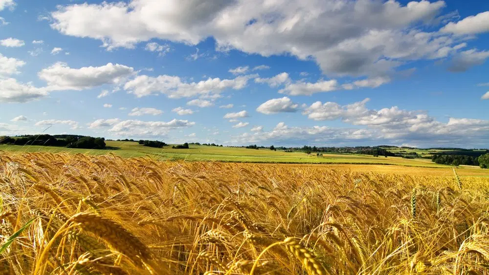 زمین کشاورزی استیجاری برای کشت گندم