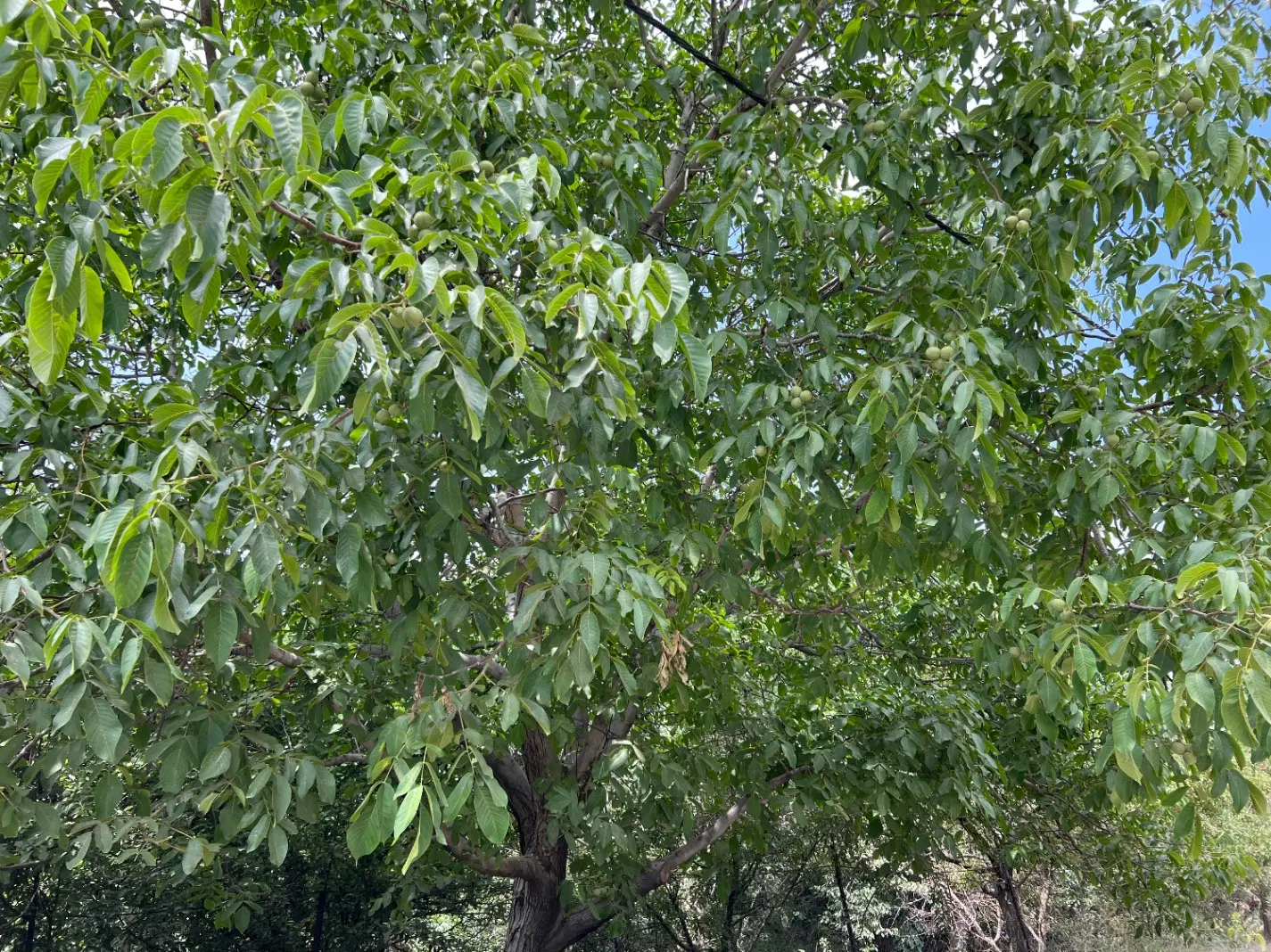 باغ راحت اباد لواسان