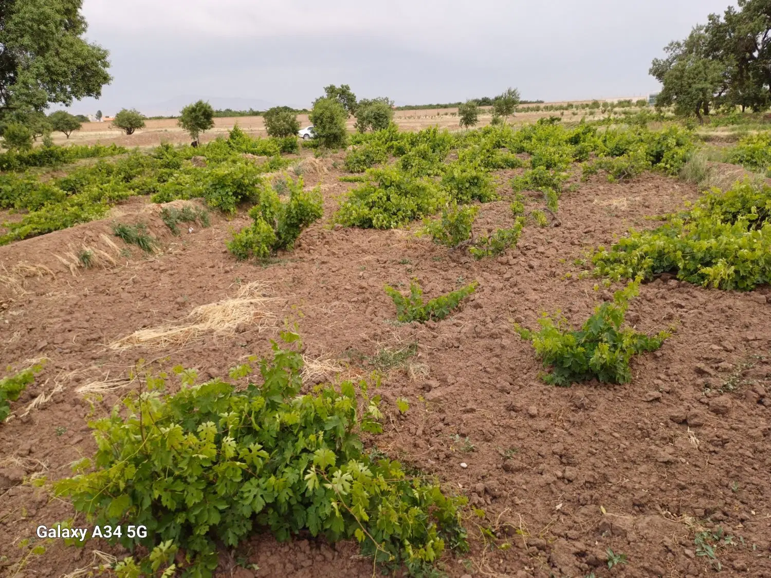 باغ سنتی کورانه