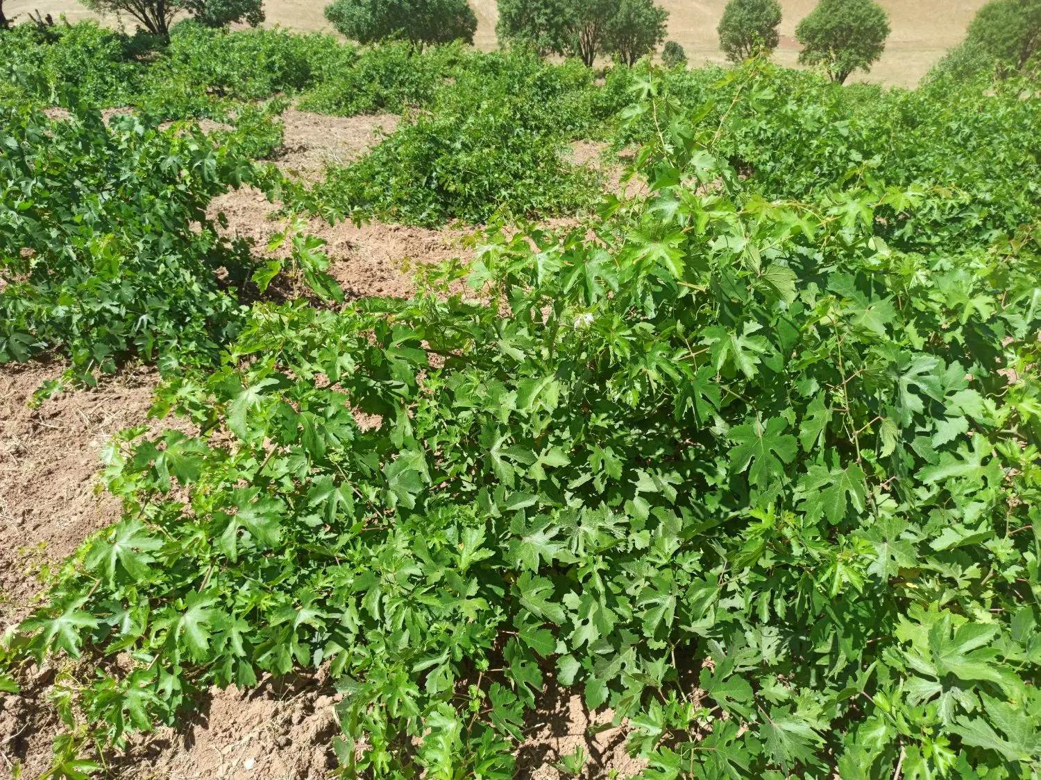 باغ انگور