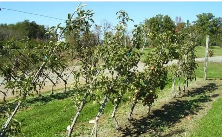 باغ ۱۰۵۰ متری دایی چی