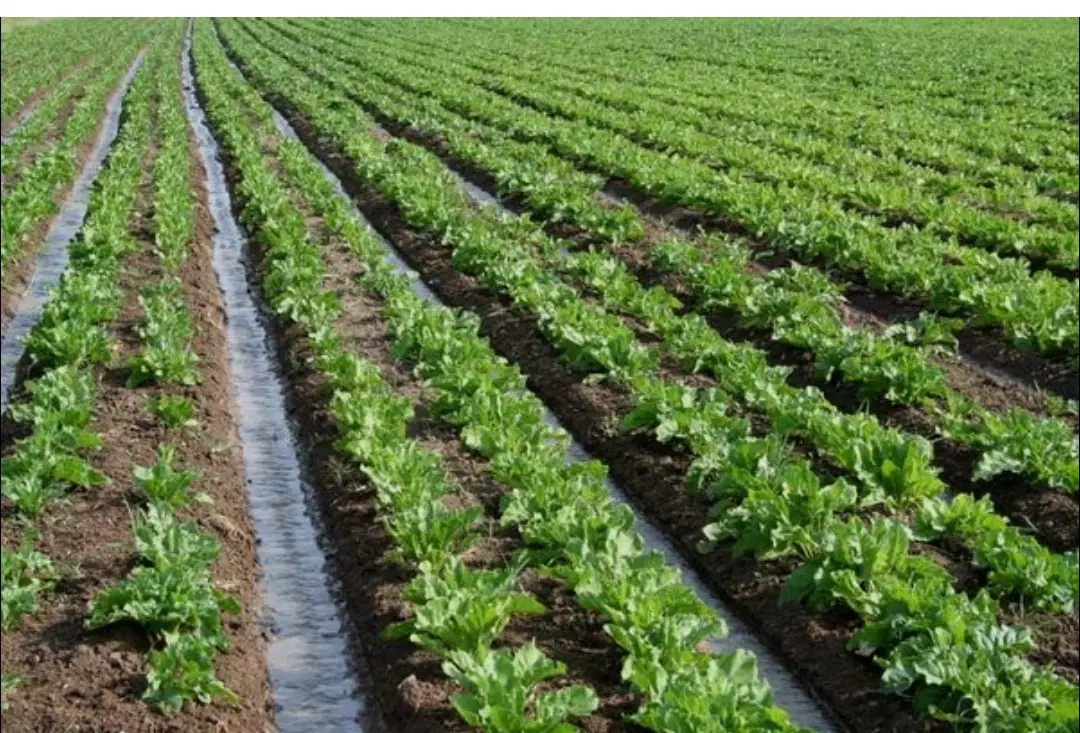 زمین کشاورزی برای اجاره می‌خوام 40تا50هکتار