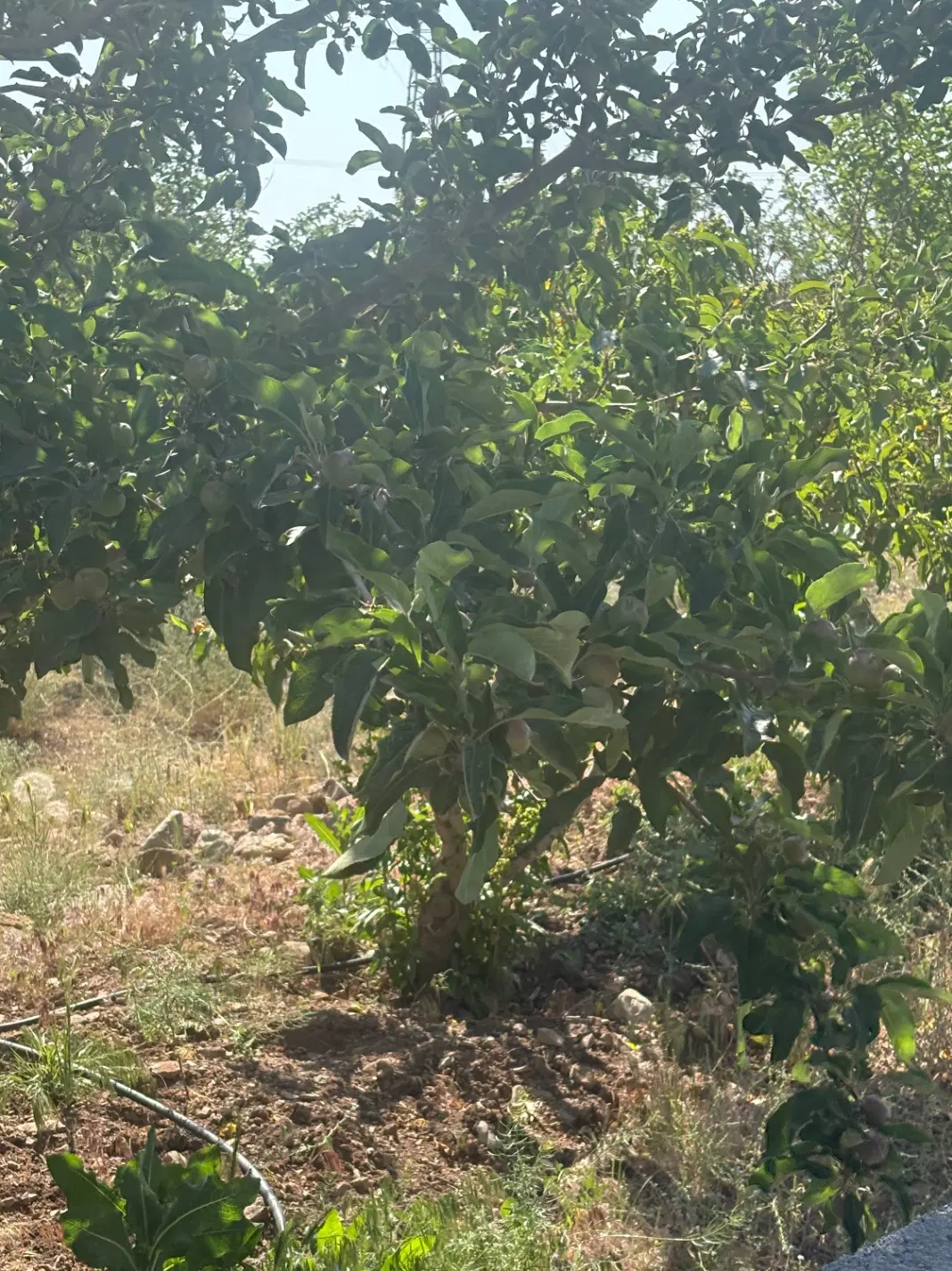 باغ باغچه قطعات۲۰۰الی۹۰۰متر بدون اکس جابان