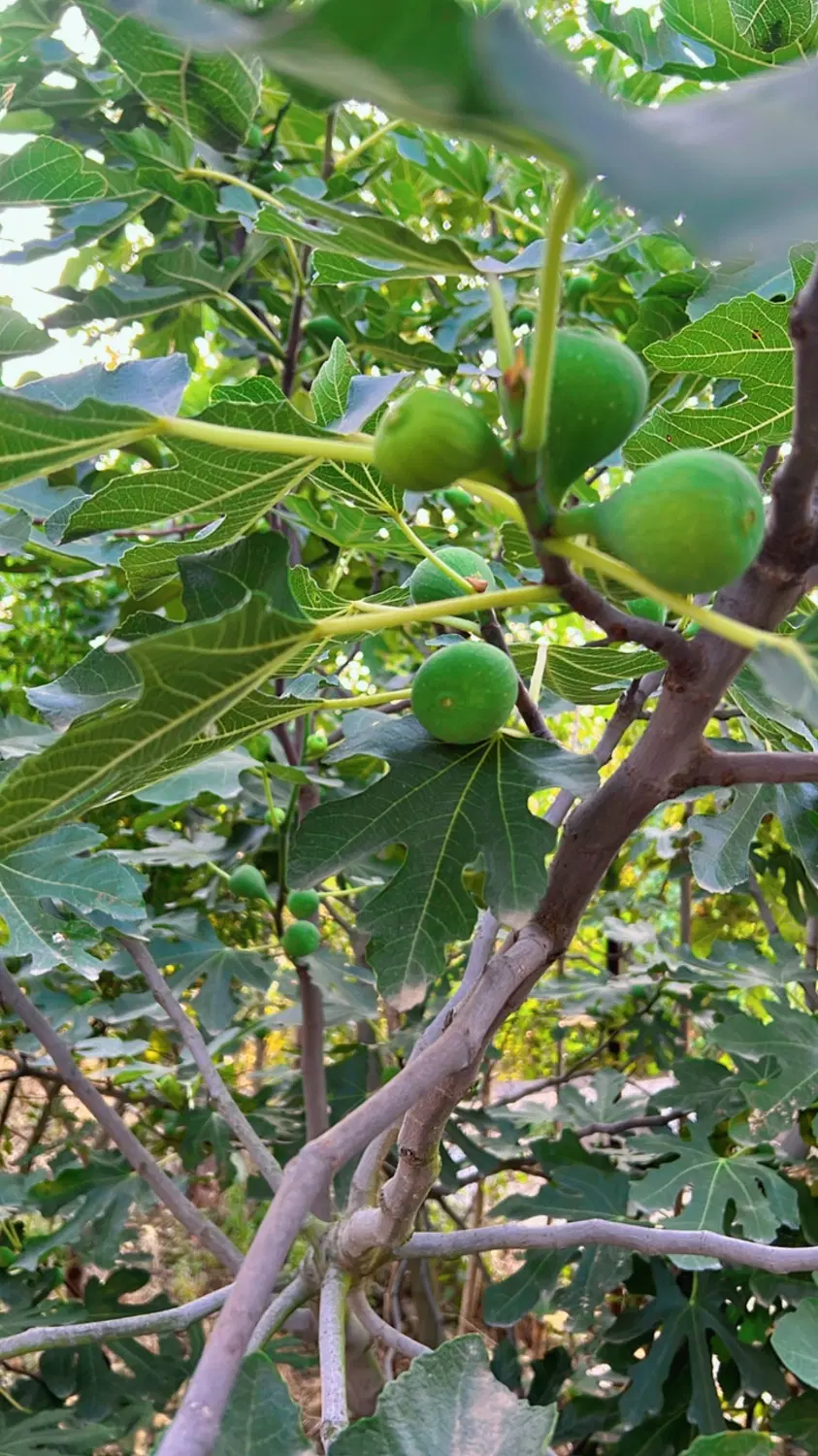 فروش باغ شموشک