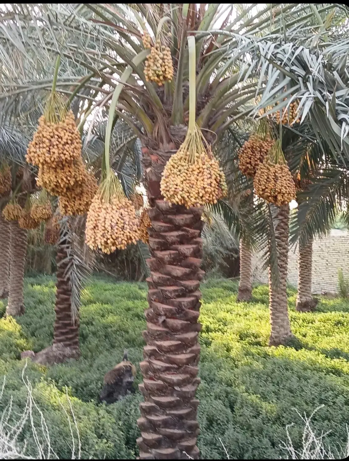 زمین کشاورزی