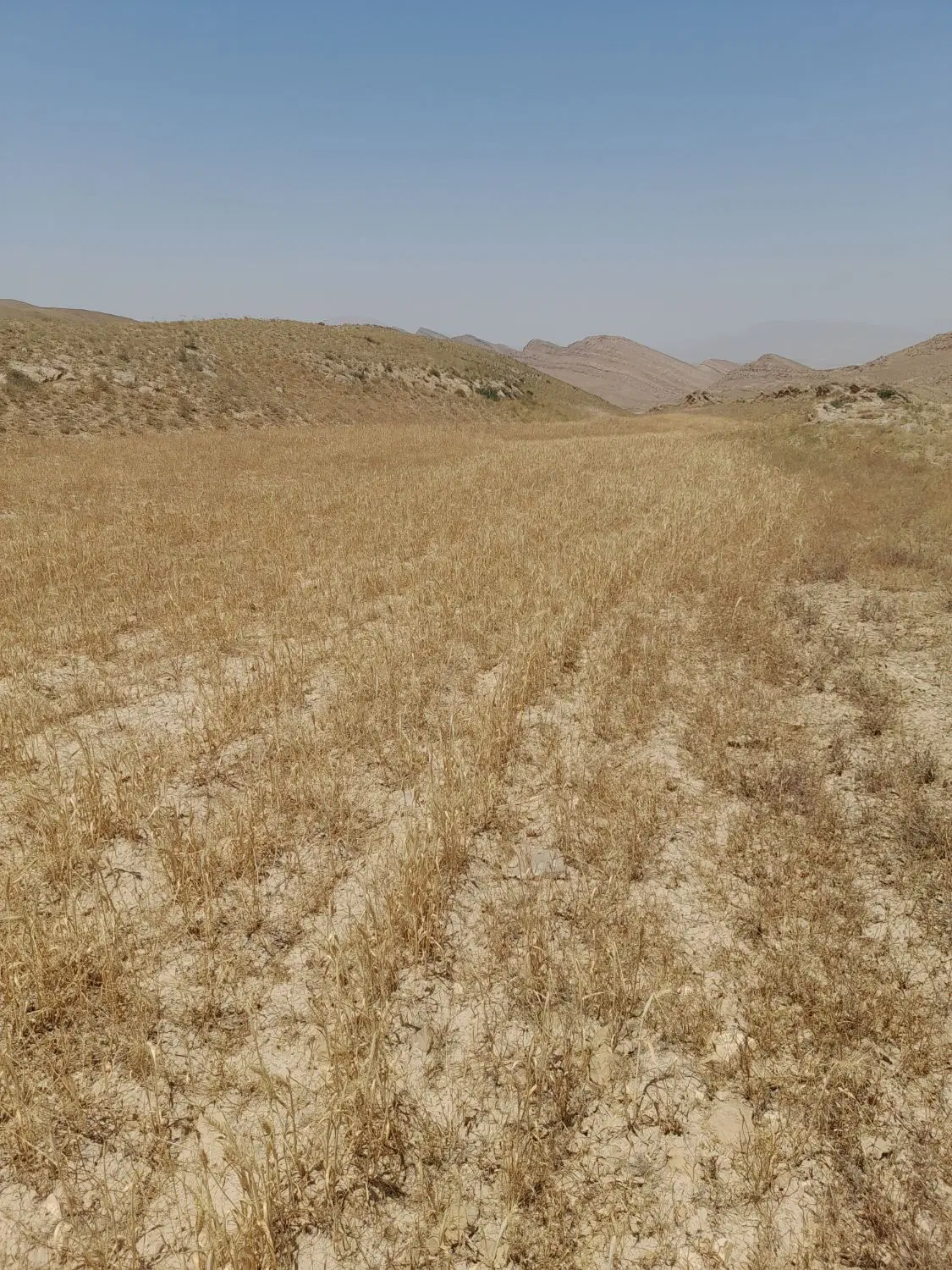 زمین دیم  ۴ هکتار