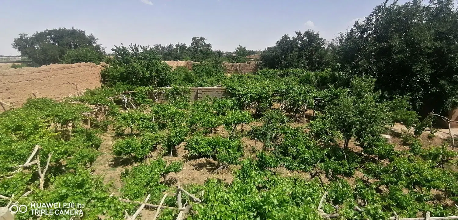 ۱۰۰۰مترباغ فروشی در روستای دلویی گناباد