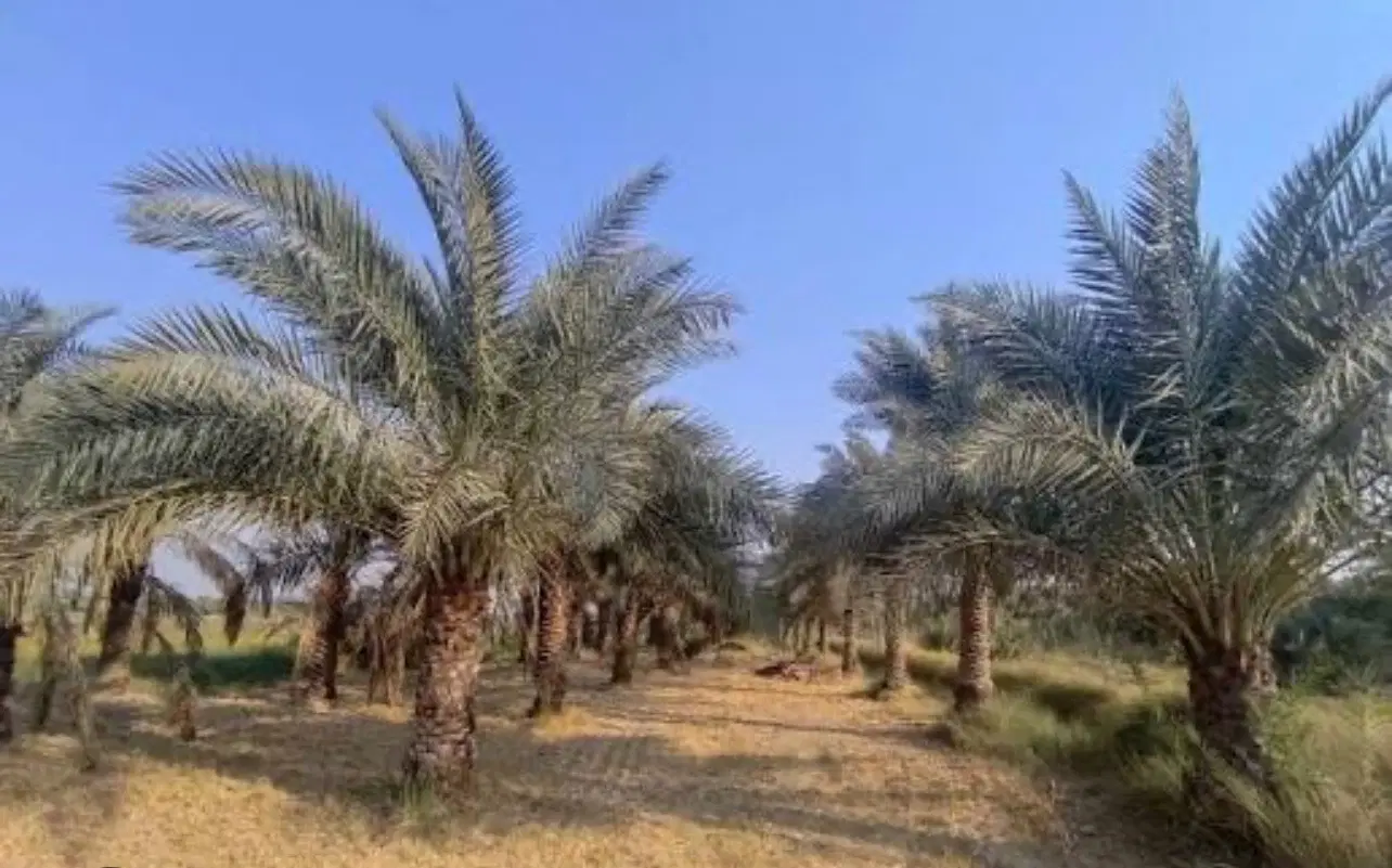 فروش زمین کشاورزی