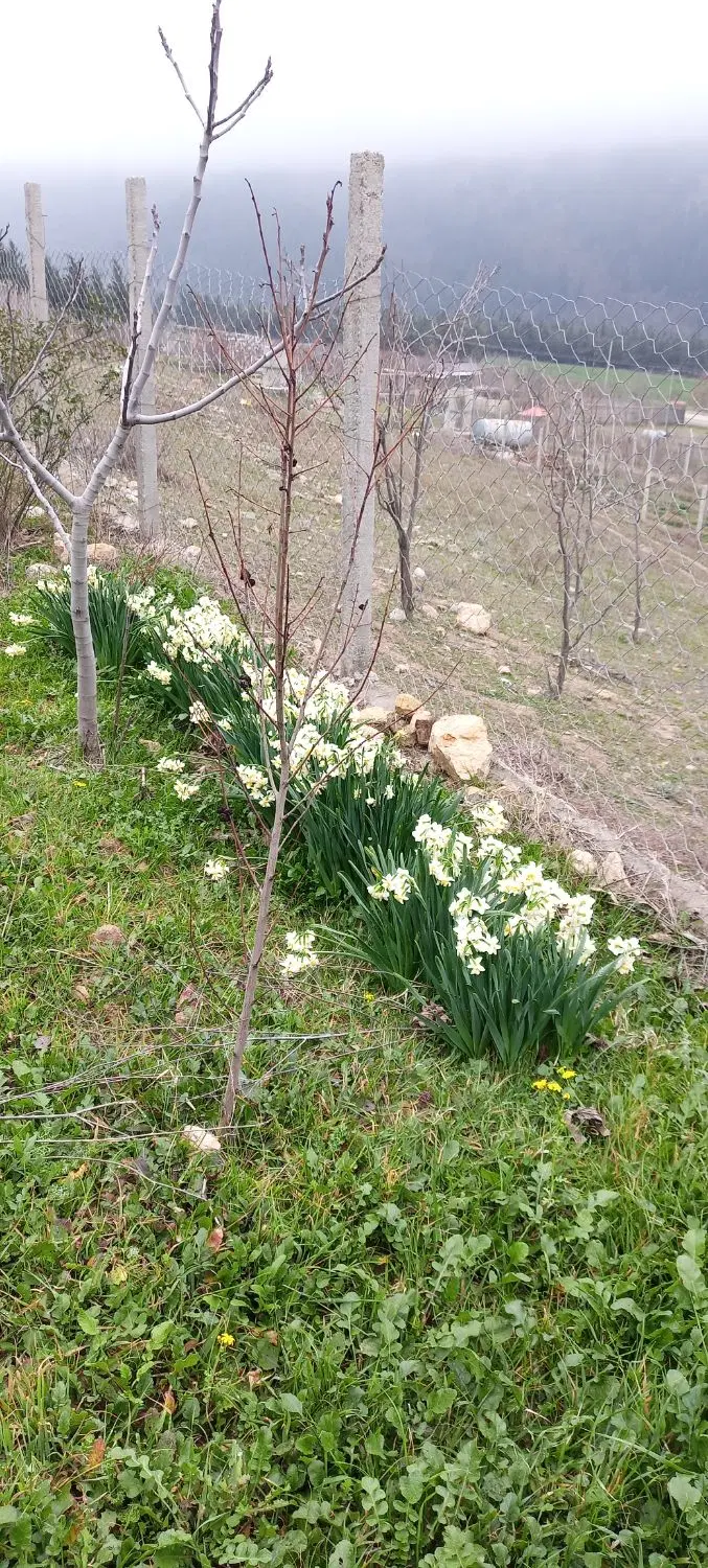 زمین باغی، باقر آباد رامیان