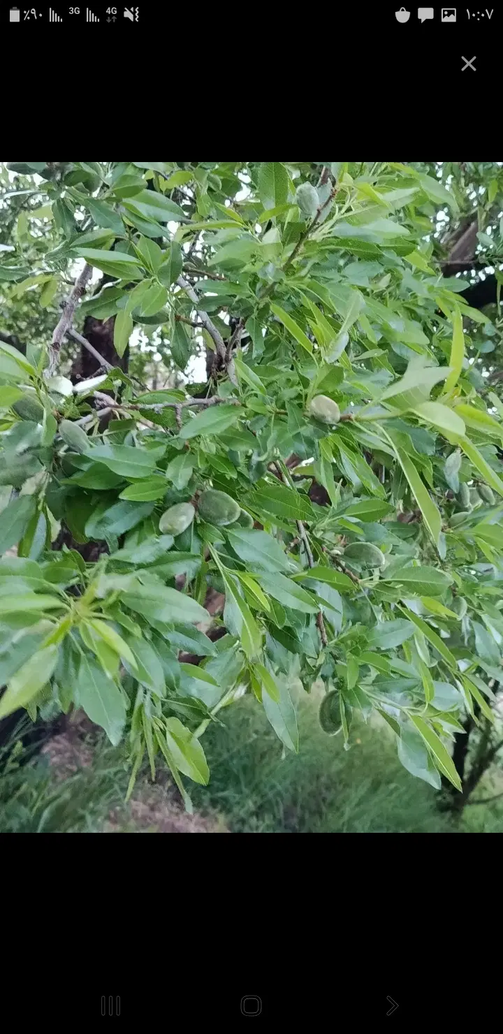باغ گردو