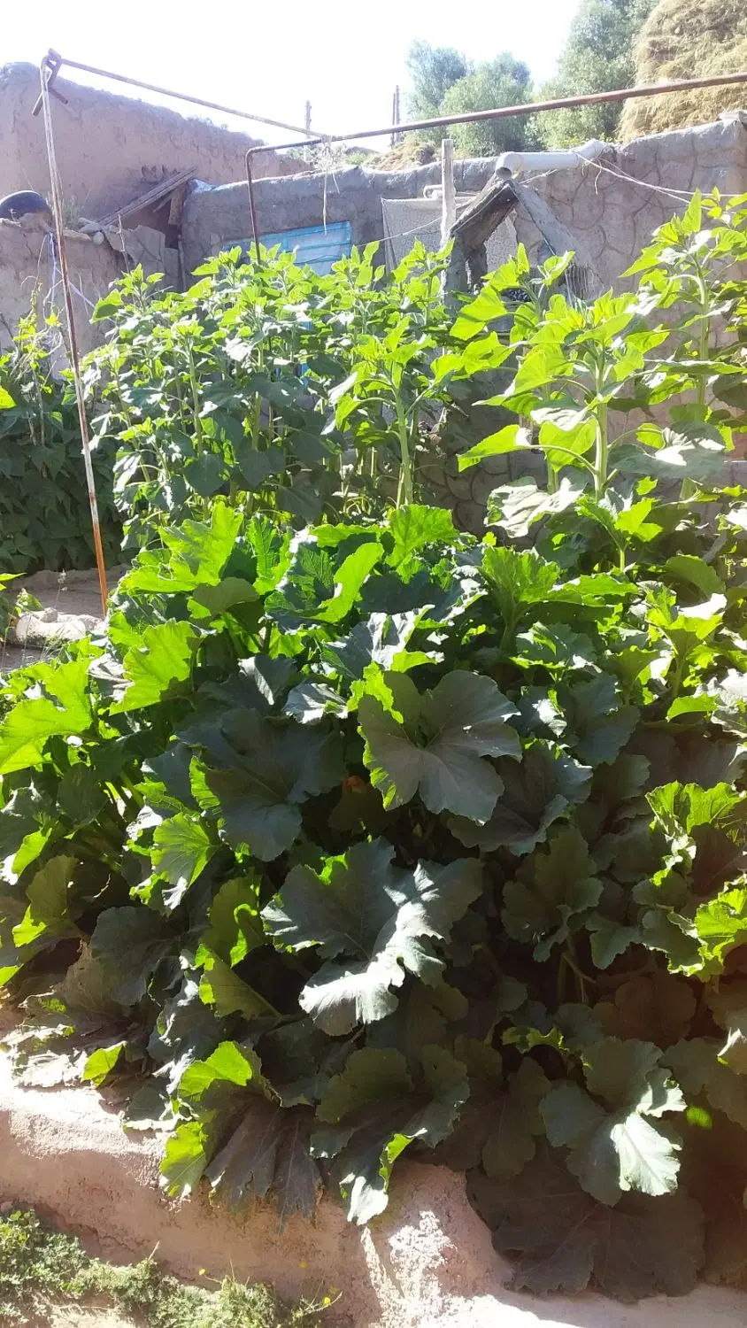 یک باب خانه ویلای