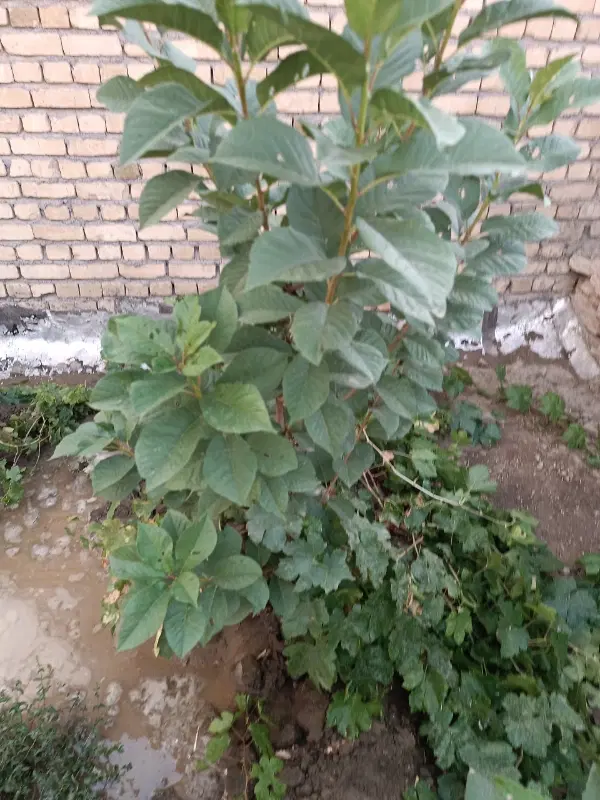 فروش زمین کشاورزی باغی ومسکونی