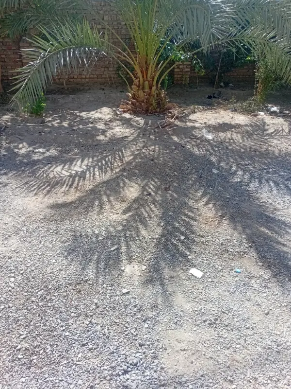 زمین دونفش