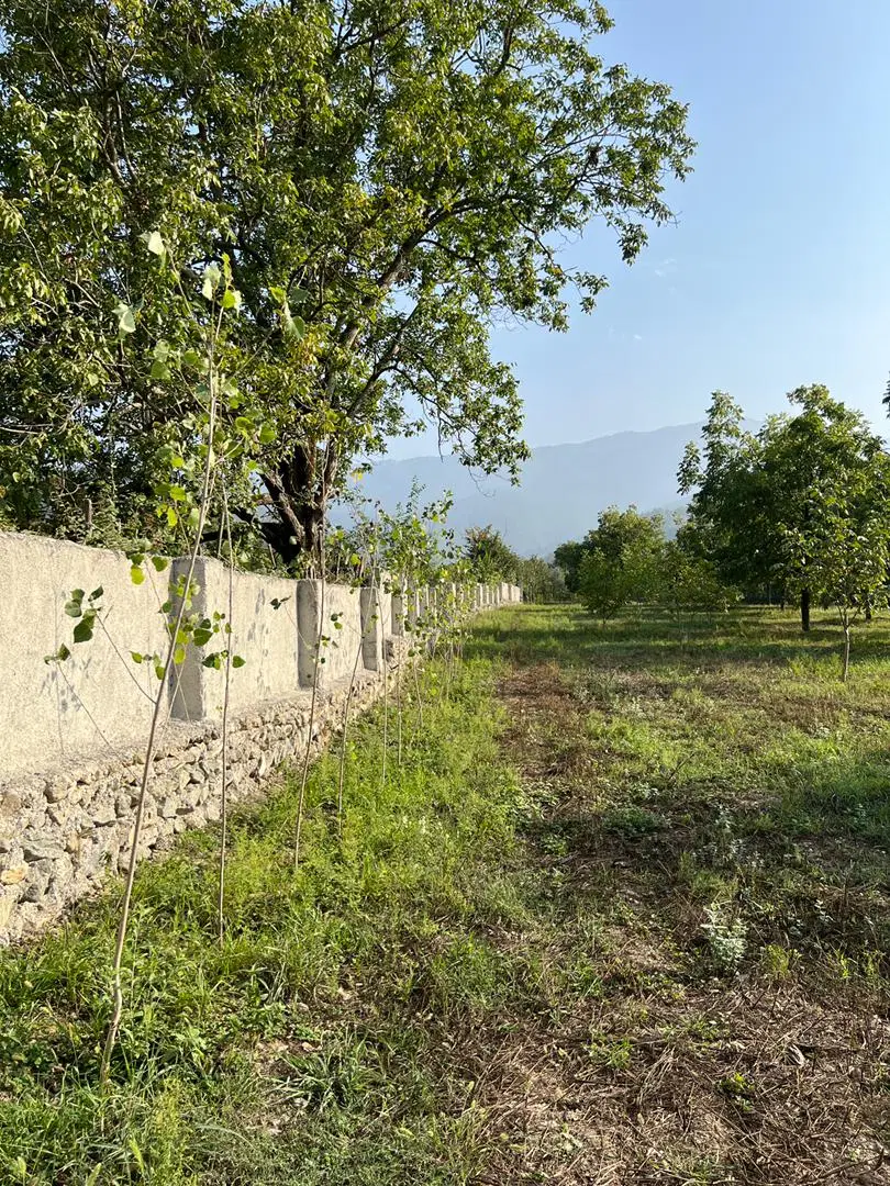فروش زمین باغی