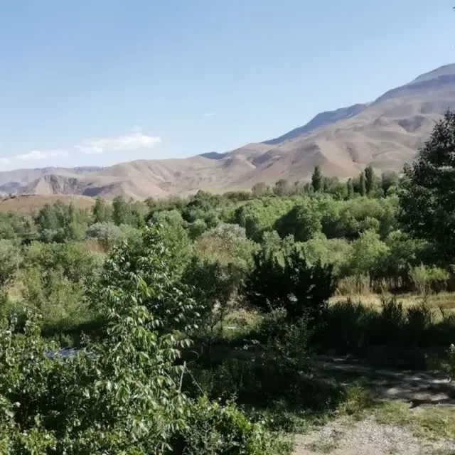 اجاره یک هکتار باغ انار یل اباد
