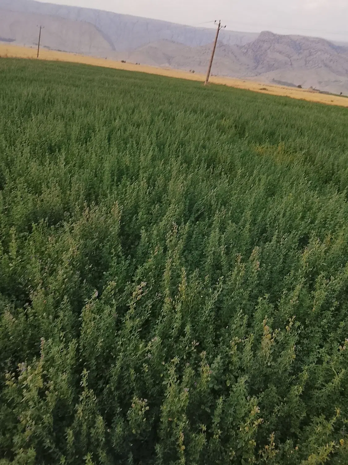 یونجه درجه یک به فروش میرسد