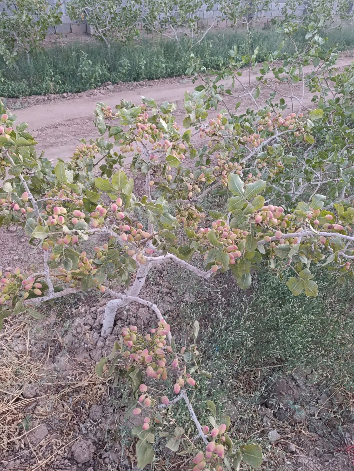 باغ پسته سند دار اقساطی