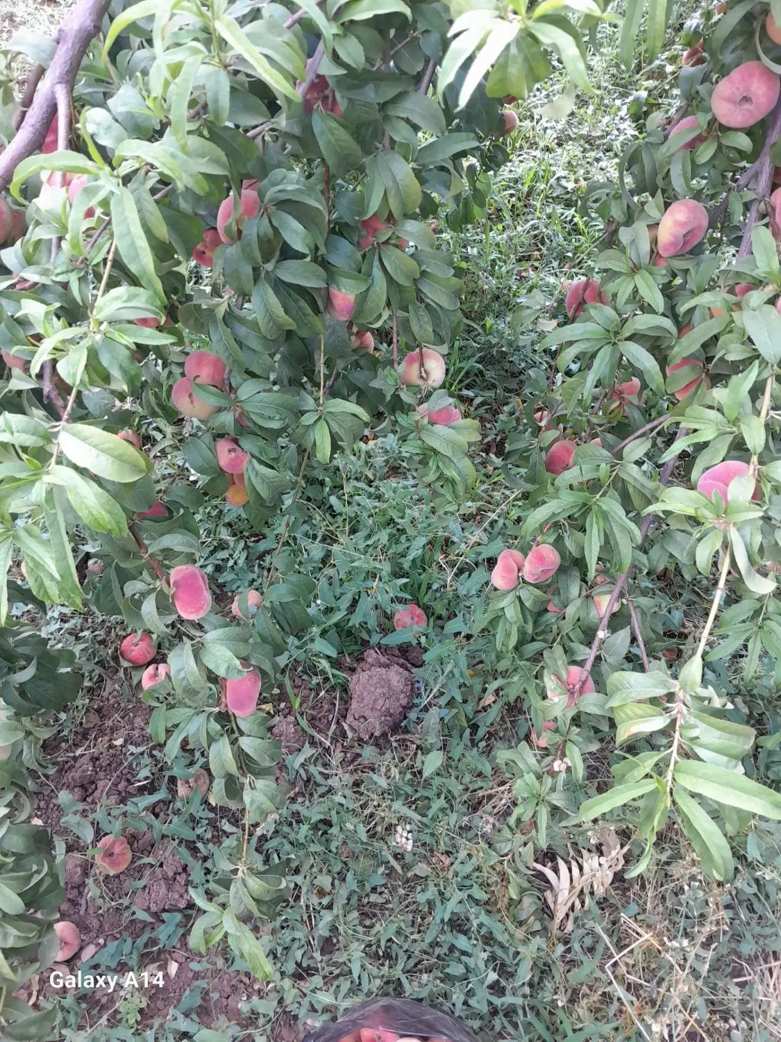 فروش باغ . گردو و انواع میوه