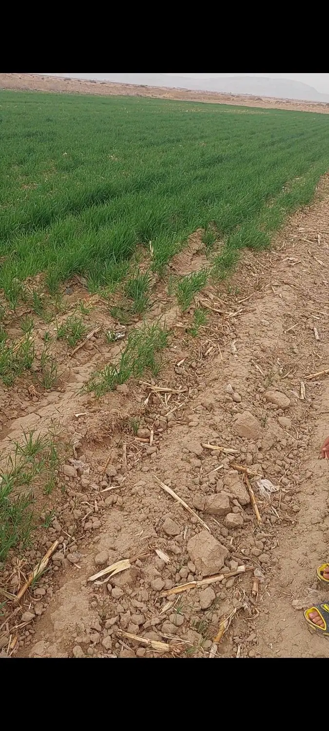 زمین کشاورزی به همراه آب موتور