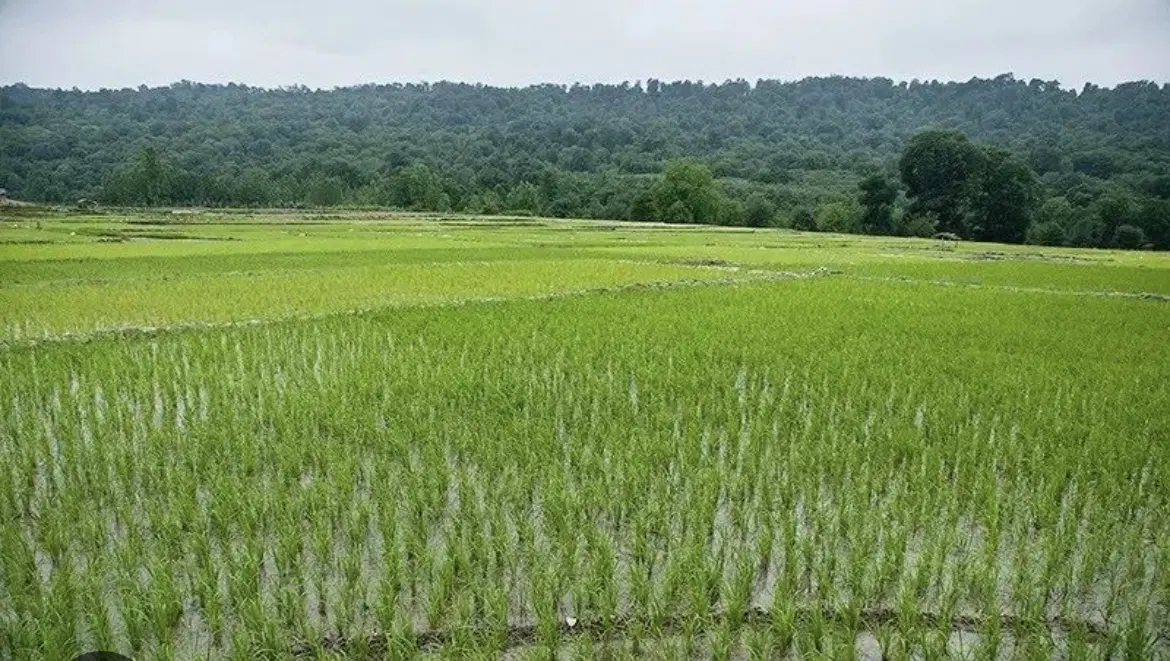 زمین کشاورزی