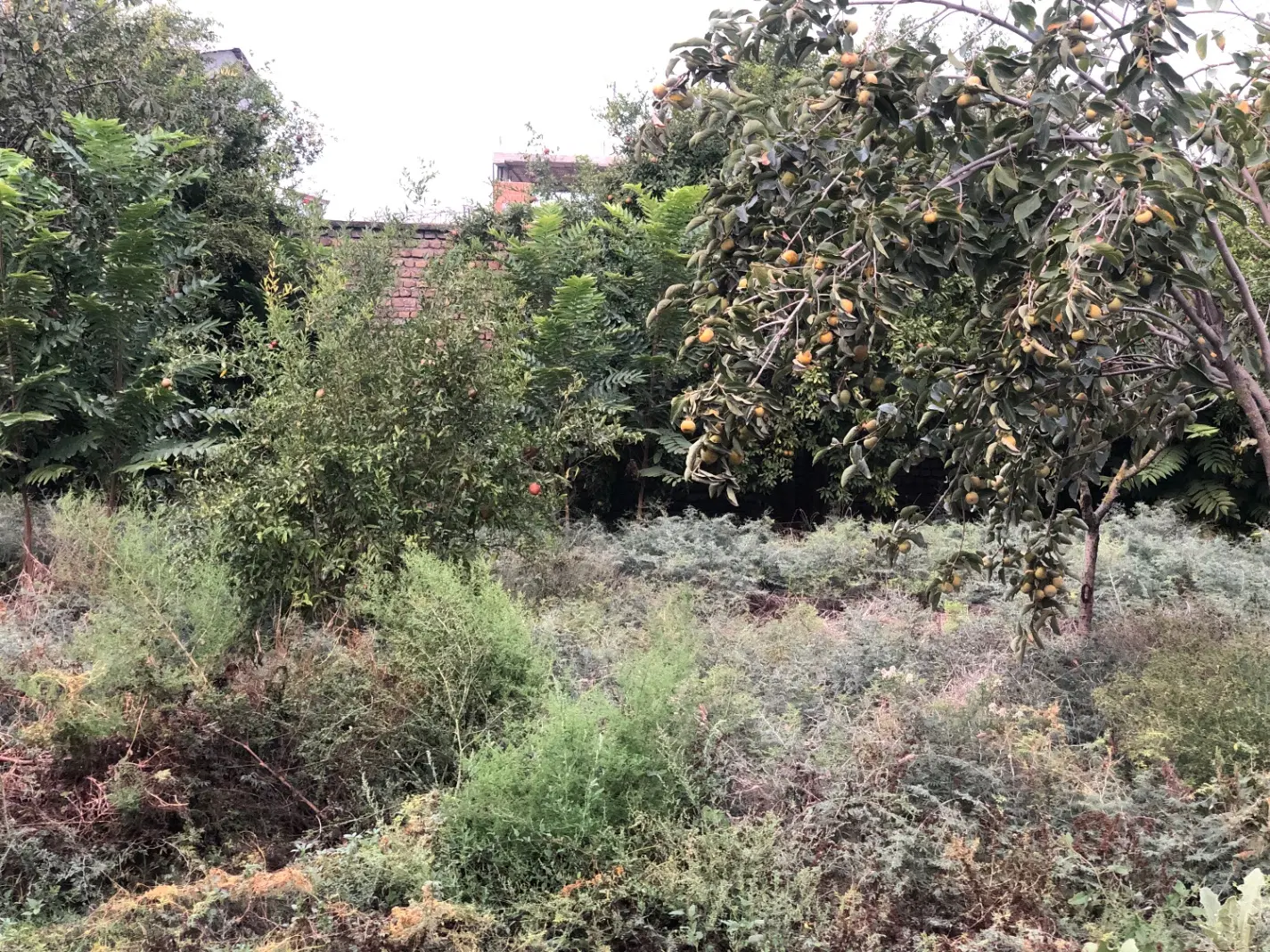 زمین باغی فوری