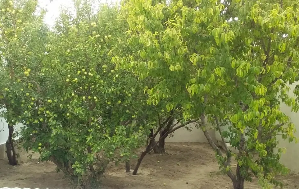 باغچه دماوند جابان