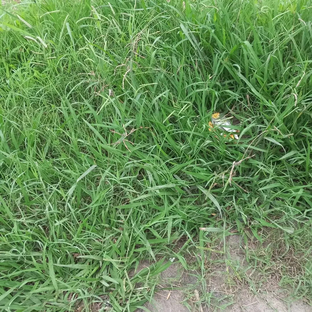 ۳۸۰مترزمین باغی داخل طرهادی