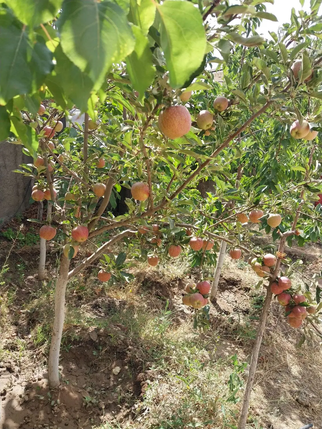 ۵۰۰ متر ویلایی. بالای جاده. زنبق۱