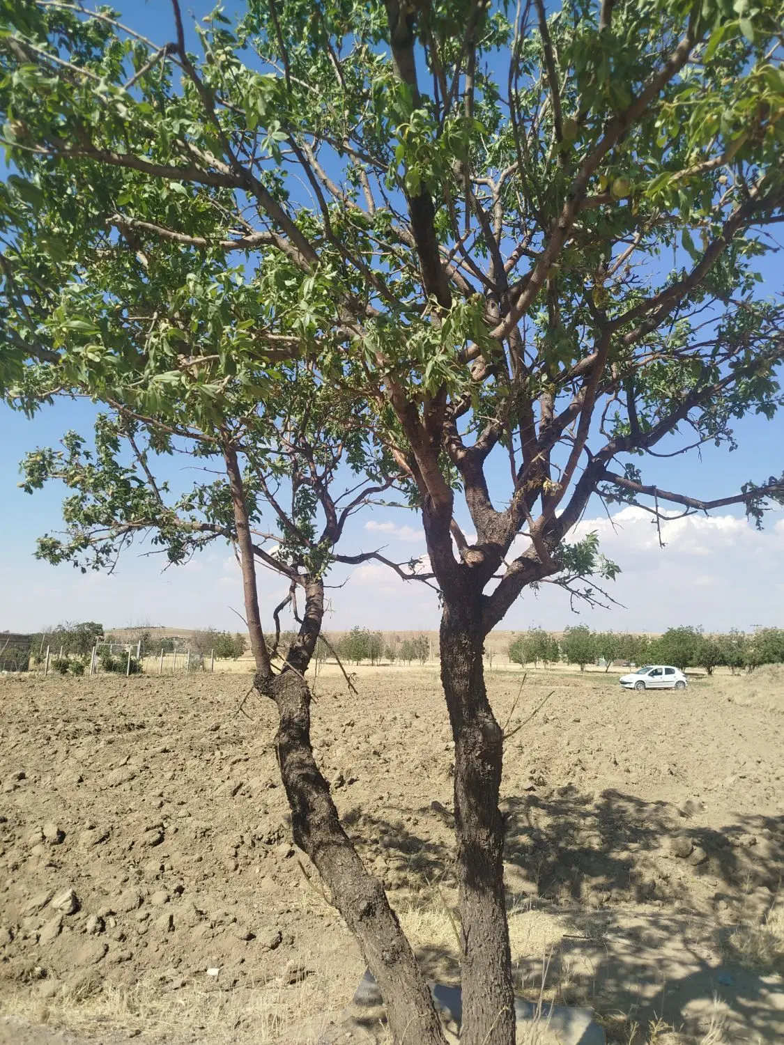 زمین باغی