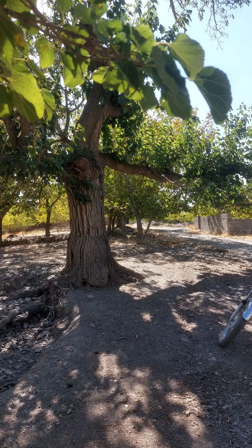 زمین باغی در ابرده