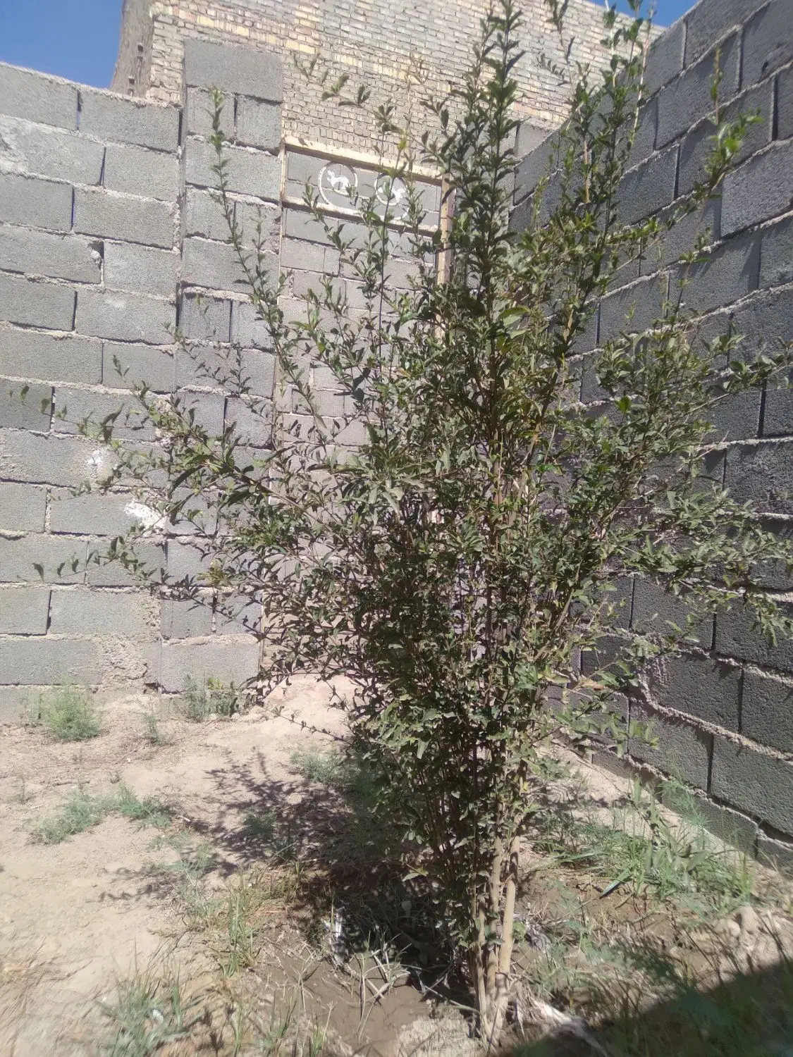 چاردیواری بادرختان میوه