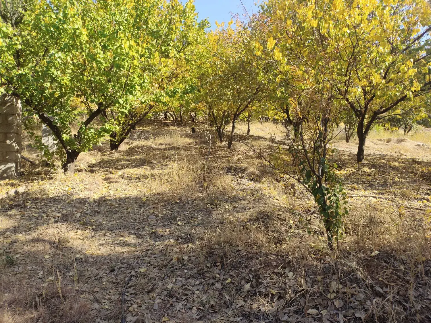 فروش باغ روستای تفریحی تنگ سریز