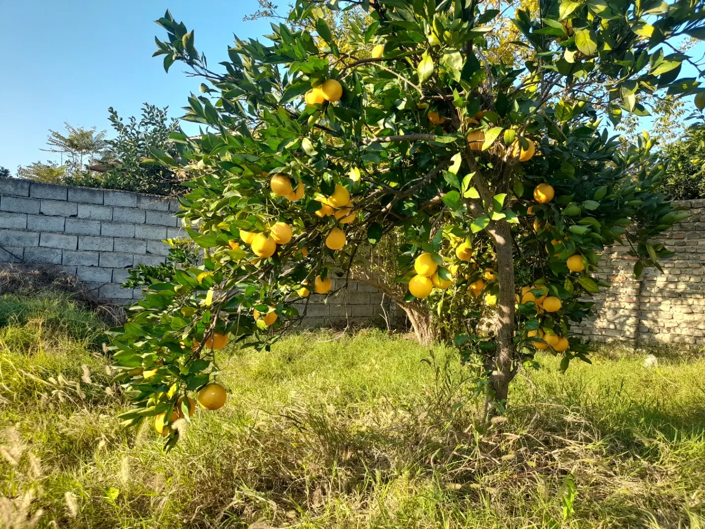 زمین مسکونی سند دار
