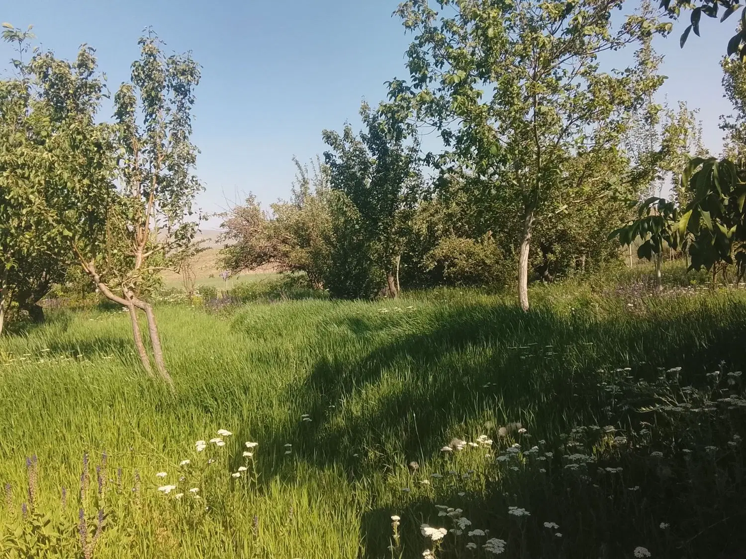 بهترین جا برای سرمایه گذاری باغ همدان