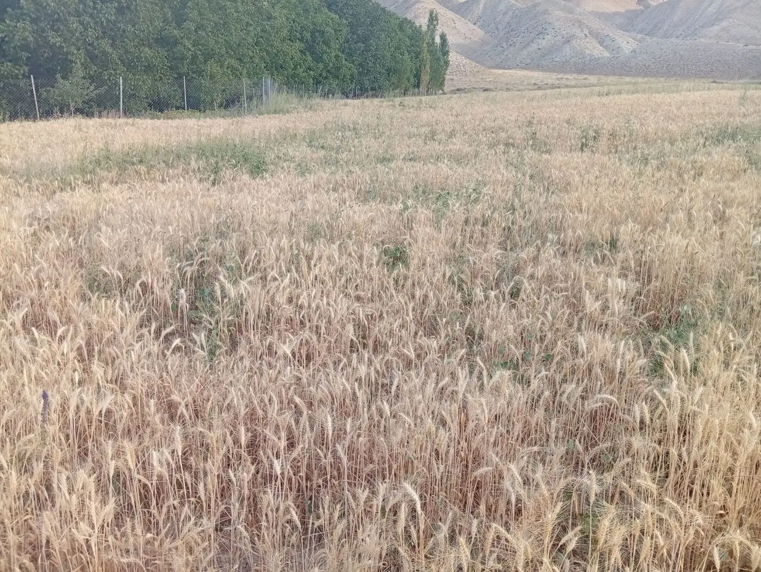 فروش زمین زراعی ستد تک برگ