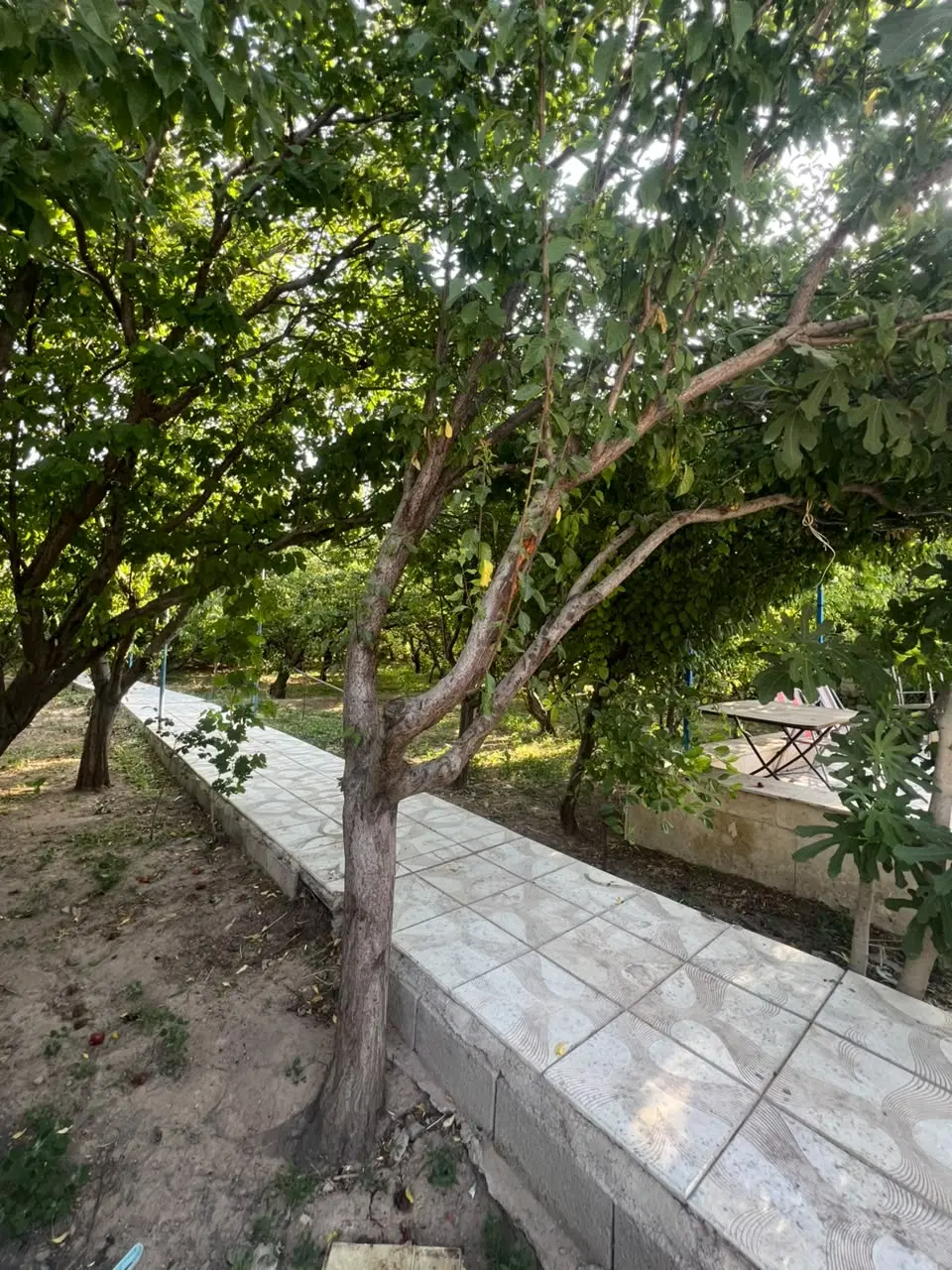 فروش باغ به متراژ ۸۰۰ متر در سردرود