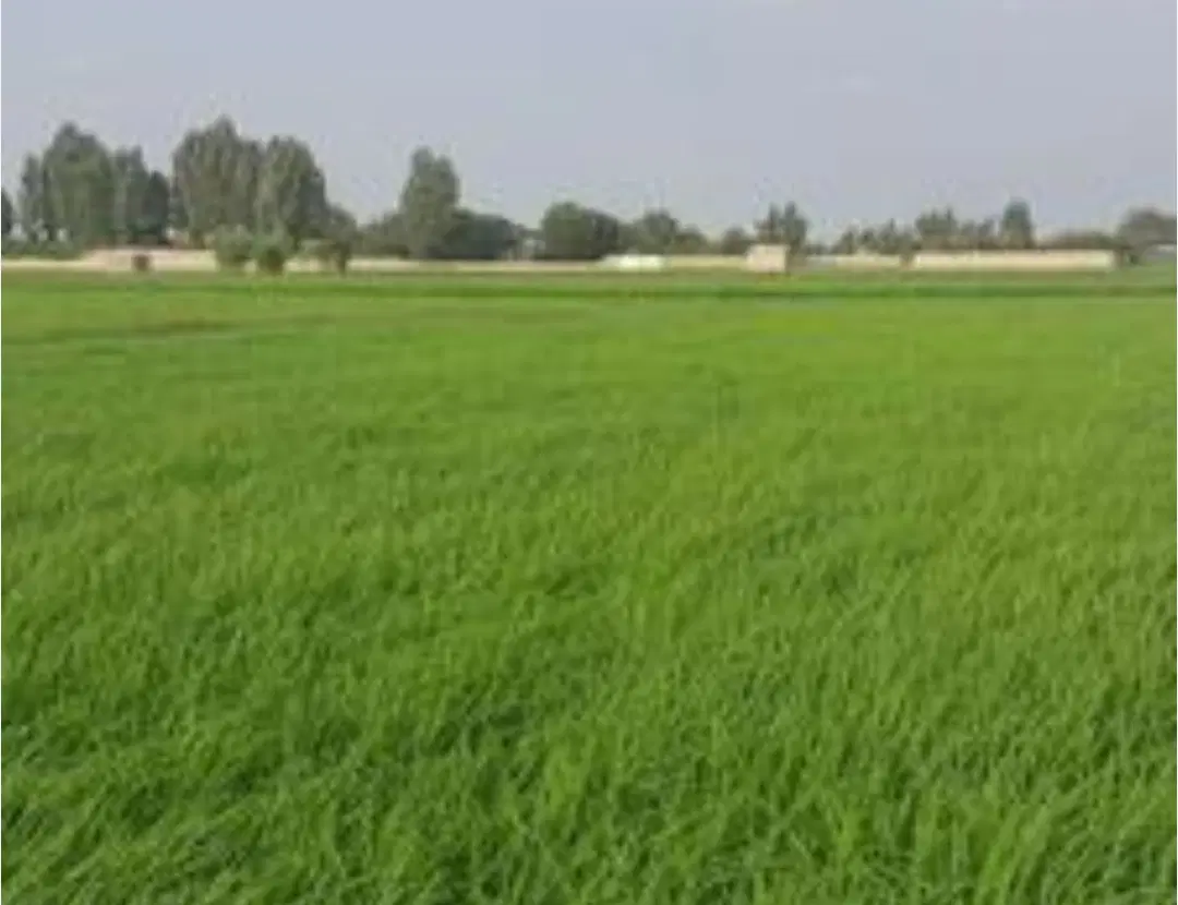 زمین براصلی کمربندی شرقی مالک