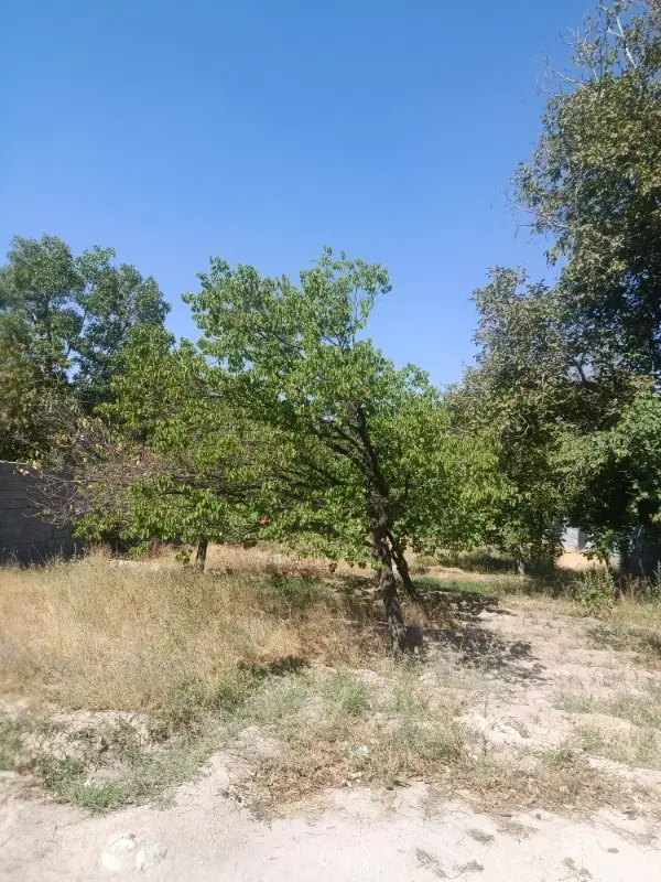 باغ ۴۰۰متری در اسکو
