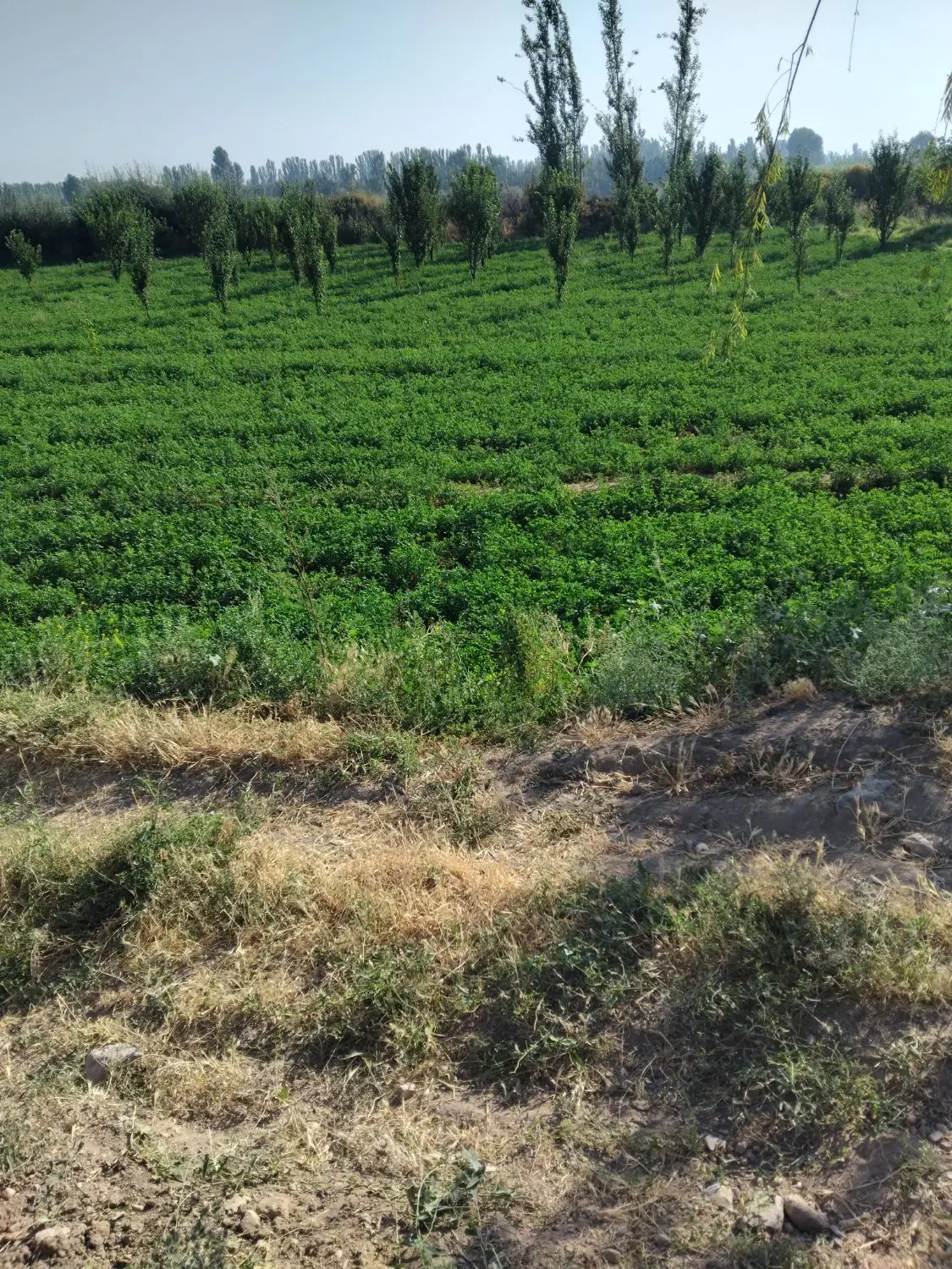 اجاره زمین برا کاشت گندم یا یونجه به صورت شراکتی
