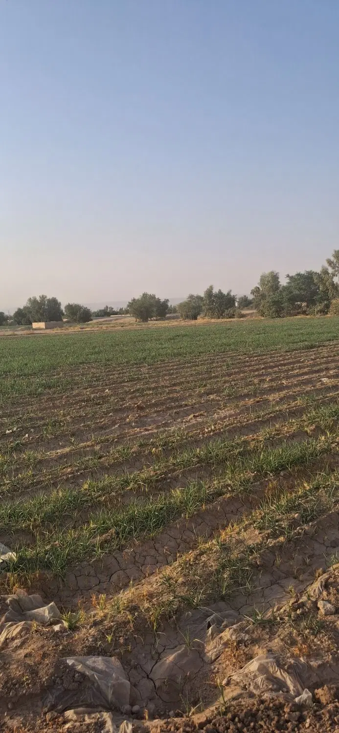 فروش یک قطعه زمین باغی خوش ابعاد سند تک‌برگ